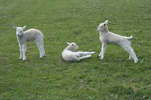 2009_3_lambs